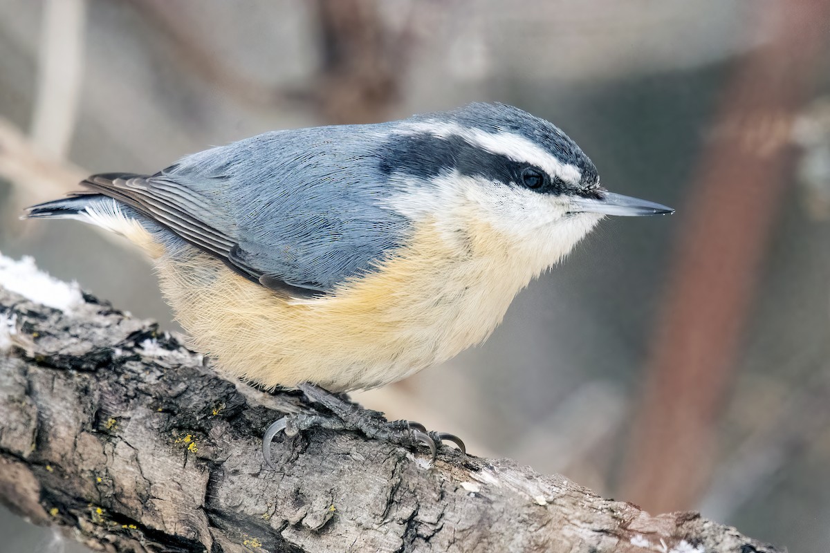 Red-breasted Nuthatch - ML516854341