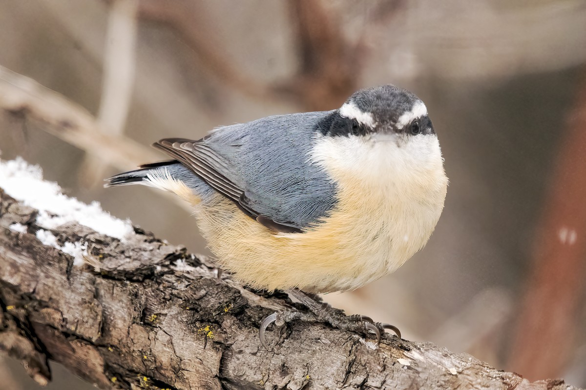 Red-breasted Nuthatch - ML516854351