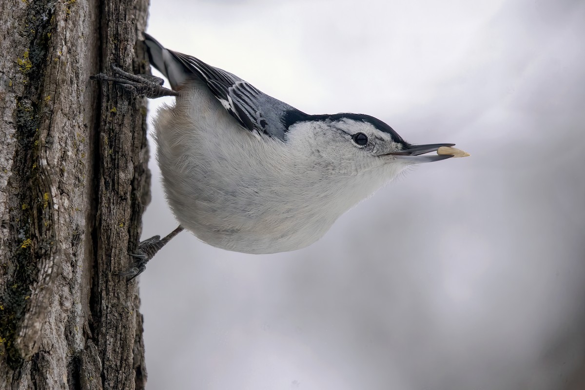 White-breasted Nuthatch (Eastern) - ML516854451