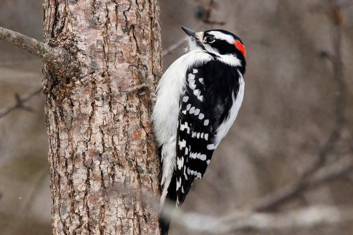 Downy Woodpecker (Eastern) - Al Caughey
