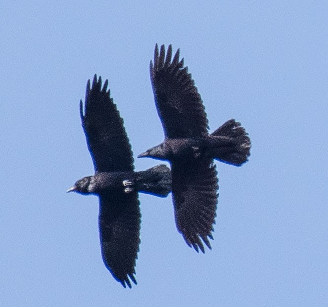 Common Raven - Liling Warren