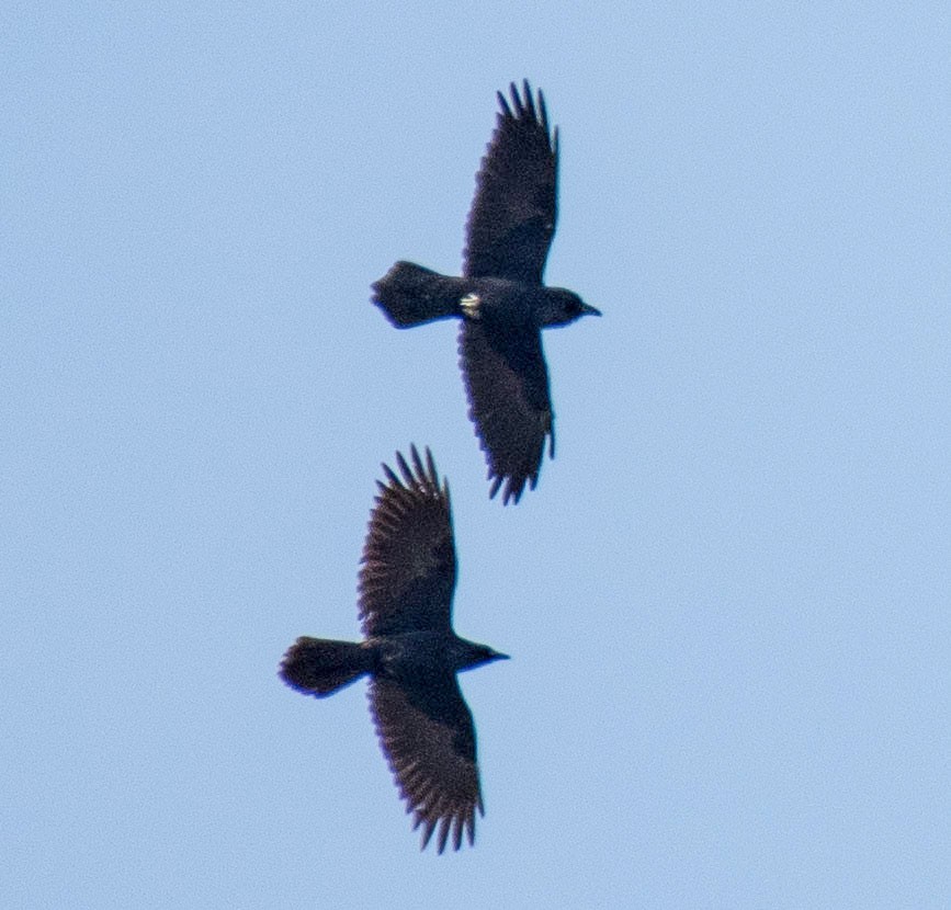 Common Raven - Liling Warren
