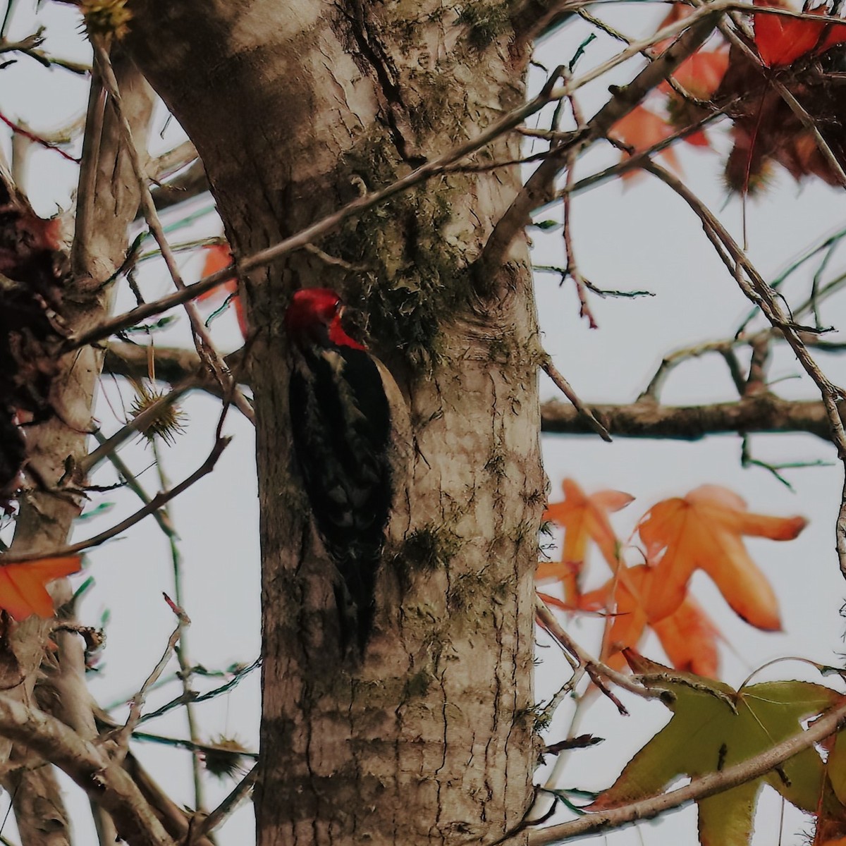 Red-breasted Sapsucker - ML516860941