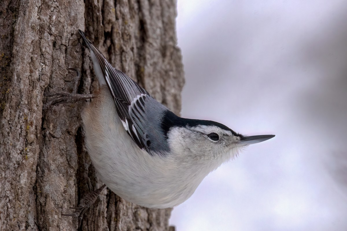 White-breasted Nuthatch (Eastern) - ML516862711