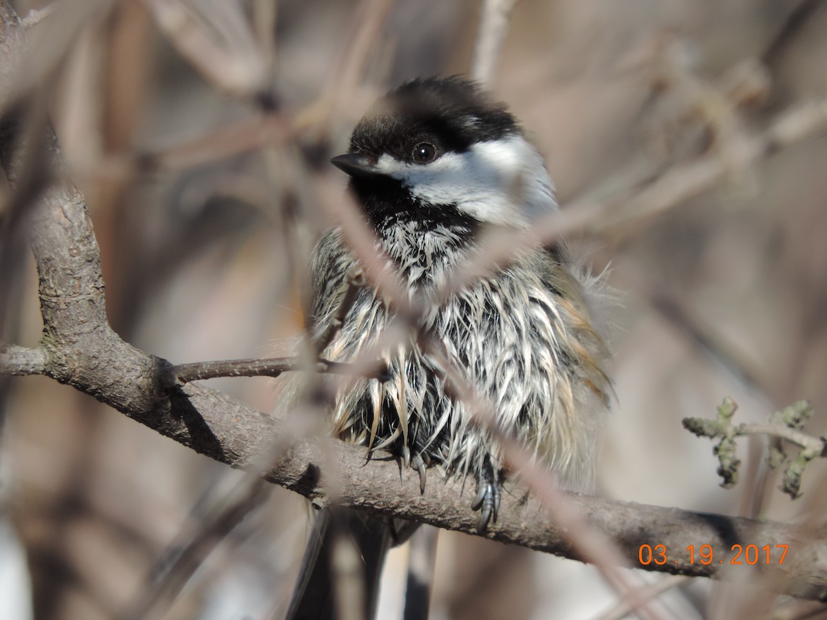 Black-capped Chickadee - Rich Brown