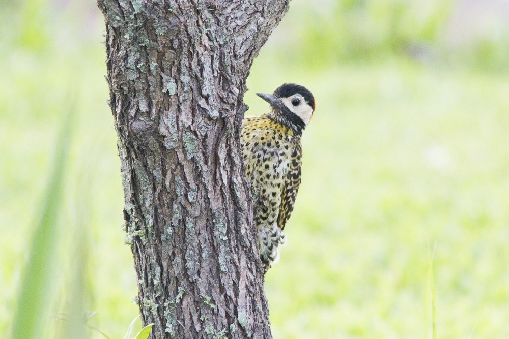 Green-barred Woodpecker - ML51686561