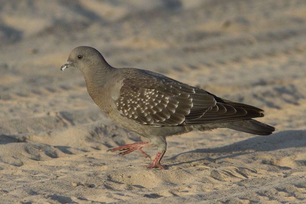 Spot-winged Pigeon - ML51686591