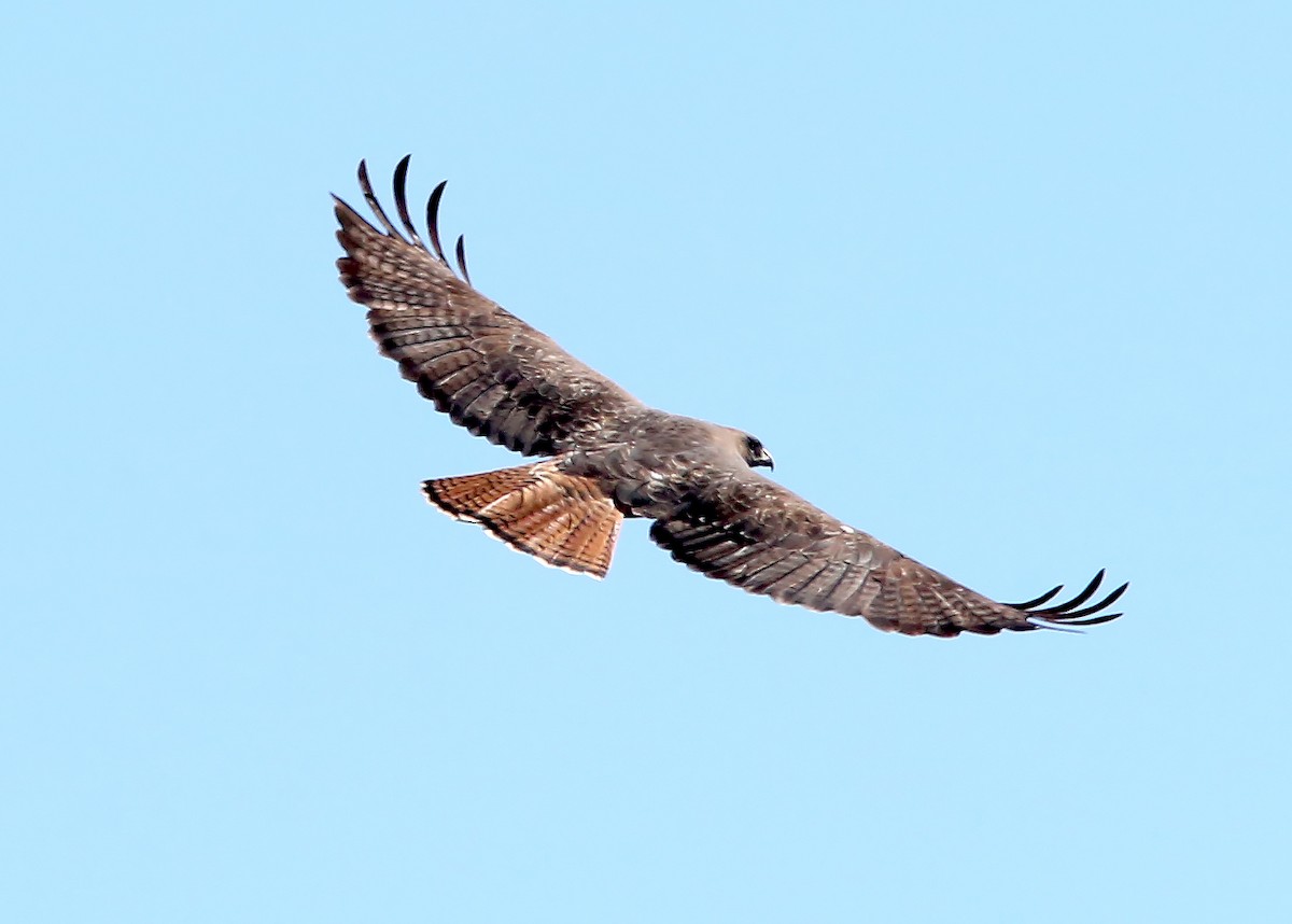 Red-tailed Hawk - Brad Bergstrom