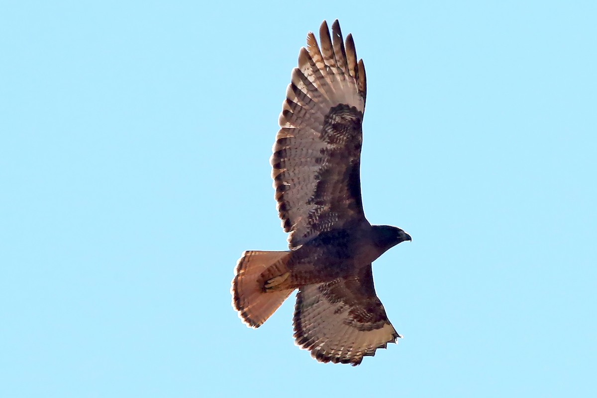 Red-tailed Hawk - Brad Bergstrom