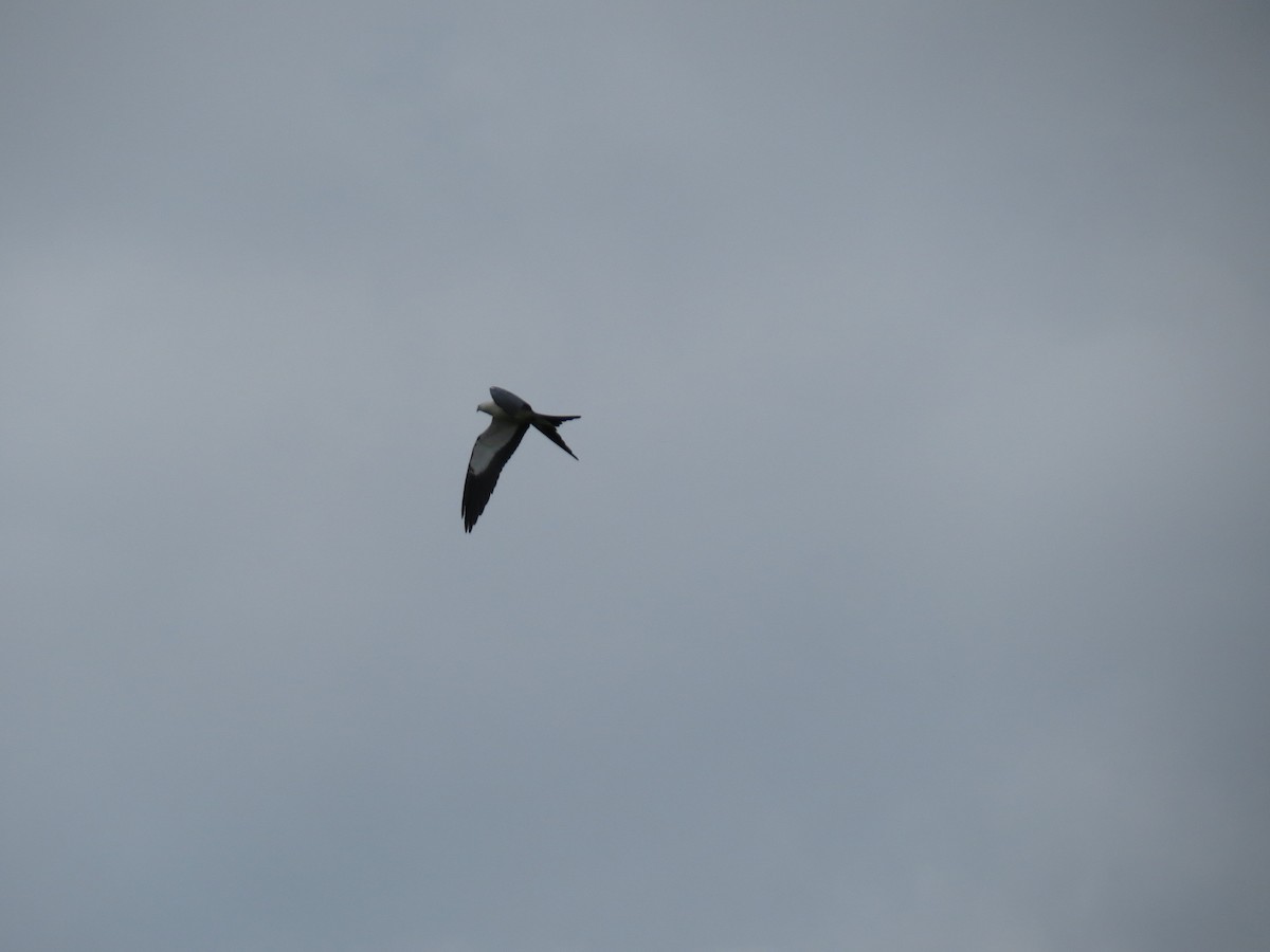 Swallow-tailed Kite - ML516882281