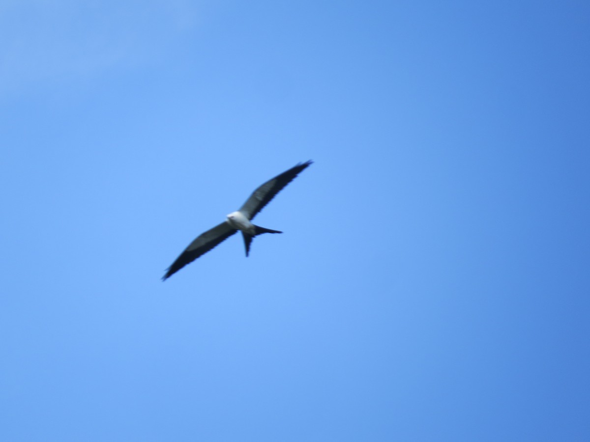 Swallow-tailed Kite - ML516882621