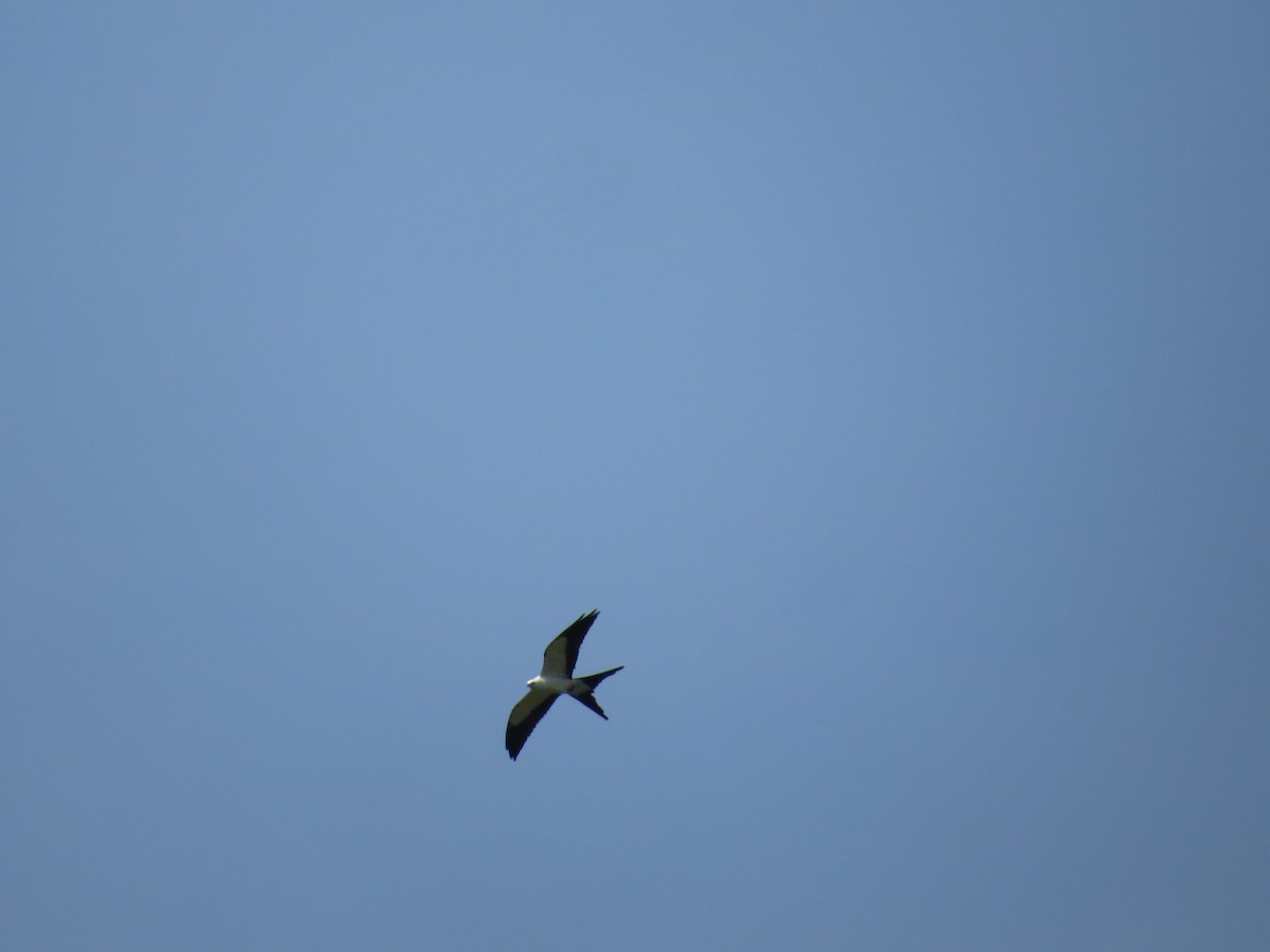 Swallow-tailed Kite - ML516882641