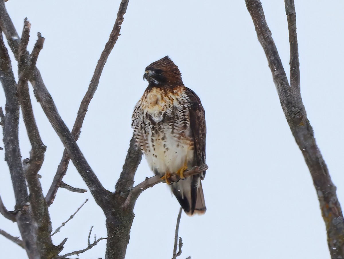 Red-tailed Hawk - ML516885521