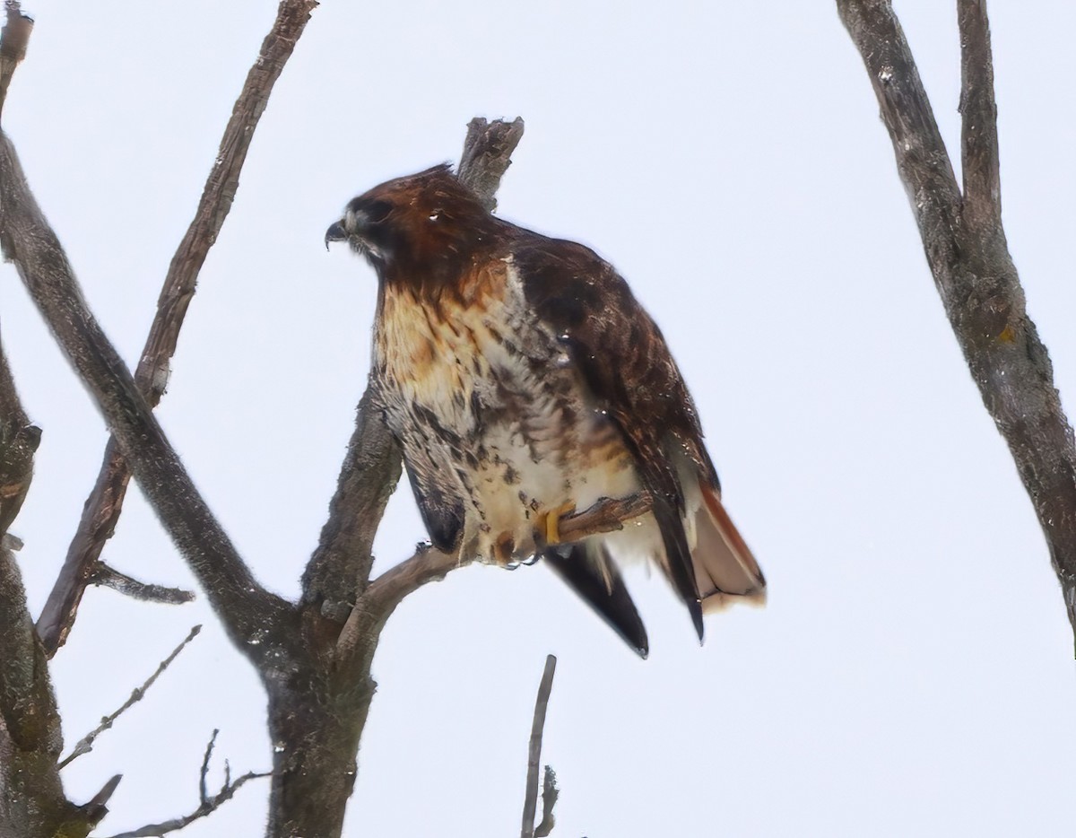 Red-tailed Hawk - ML516885531
