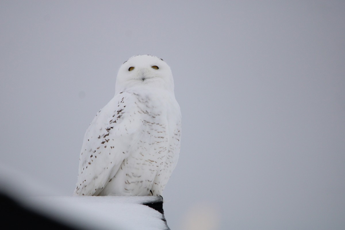 Snowy Owl - ML516887231