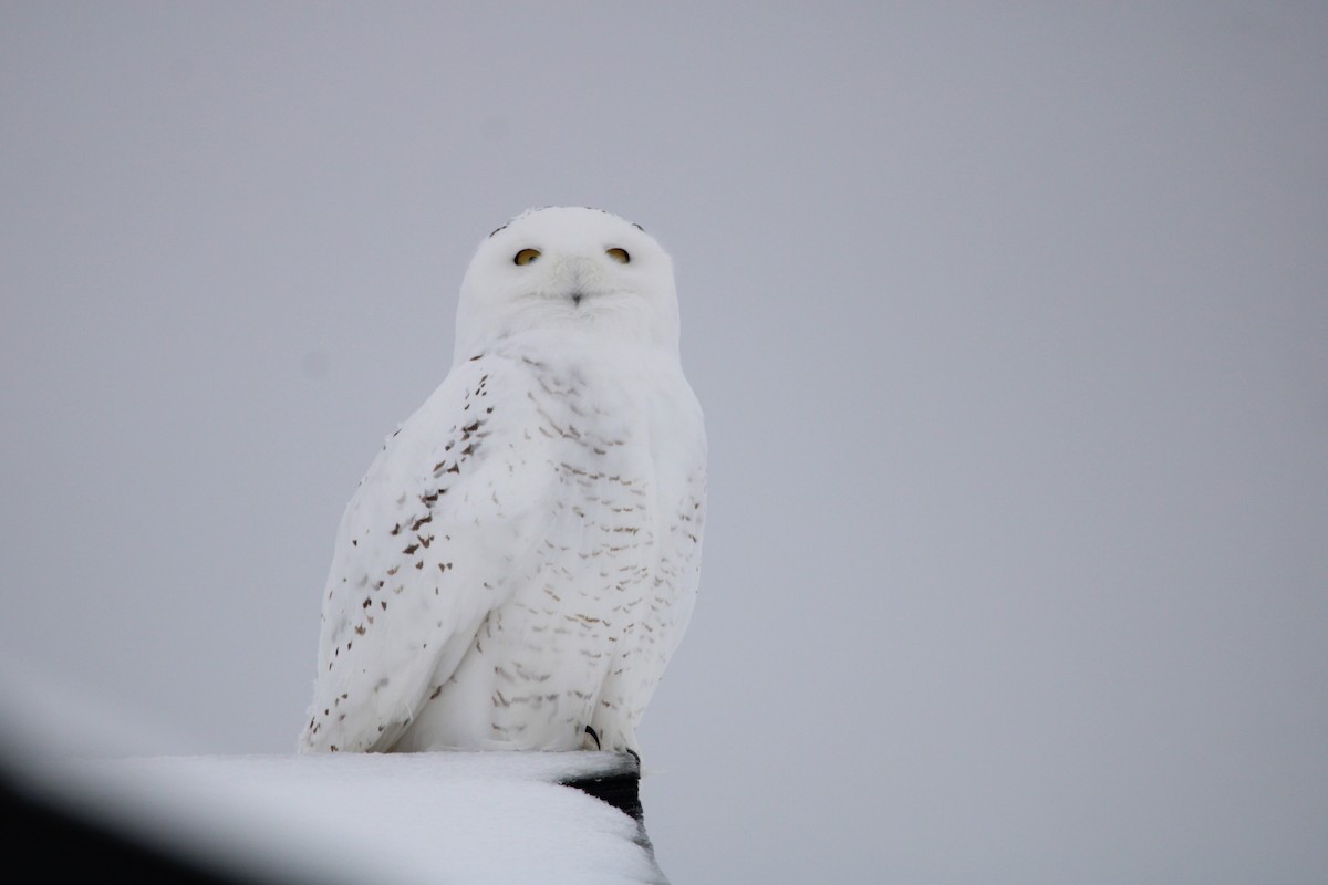 Snowy Owl - ML516887241