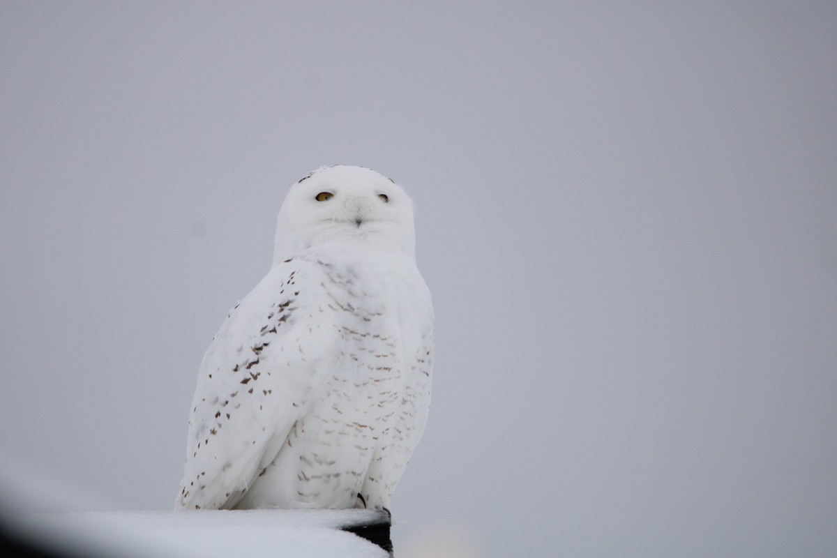 Snowy Owl - ML516887261