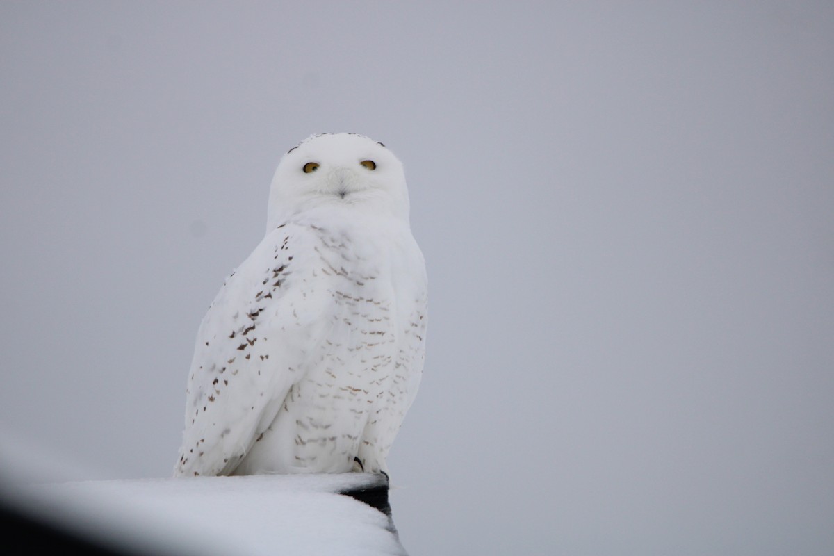 Snowy Owl - ML516887271