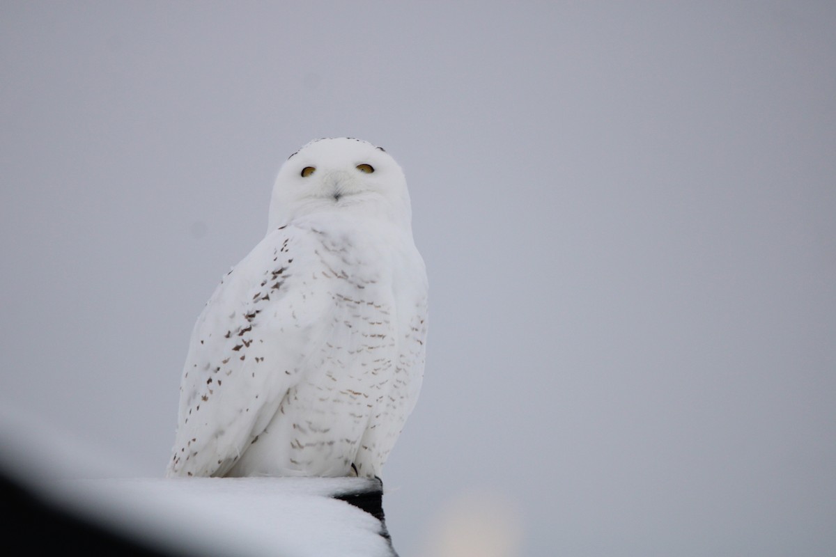 Snowy Owl - ML516887281