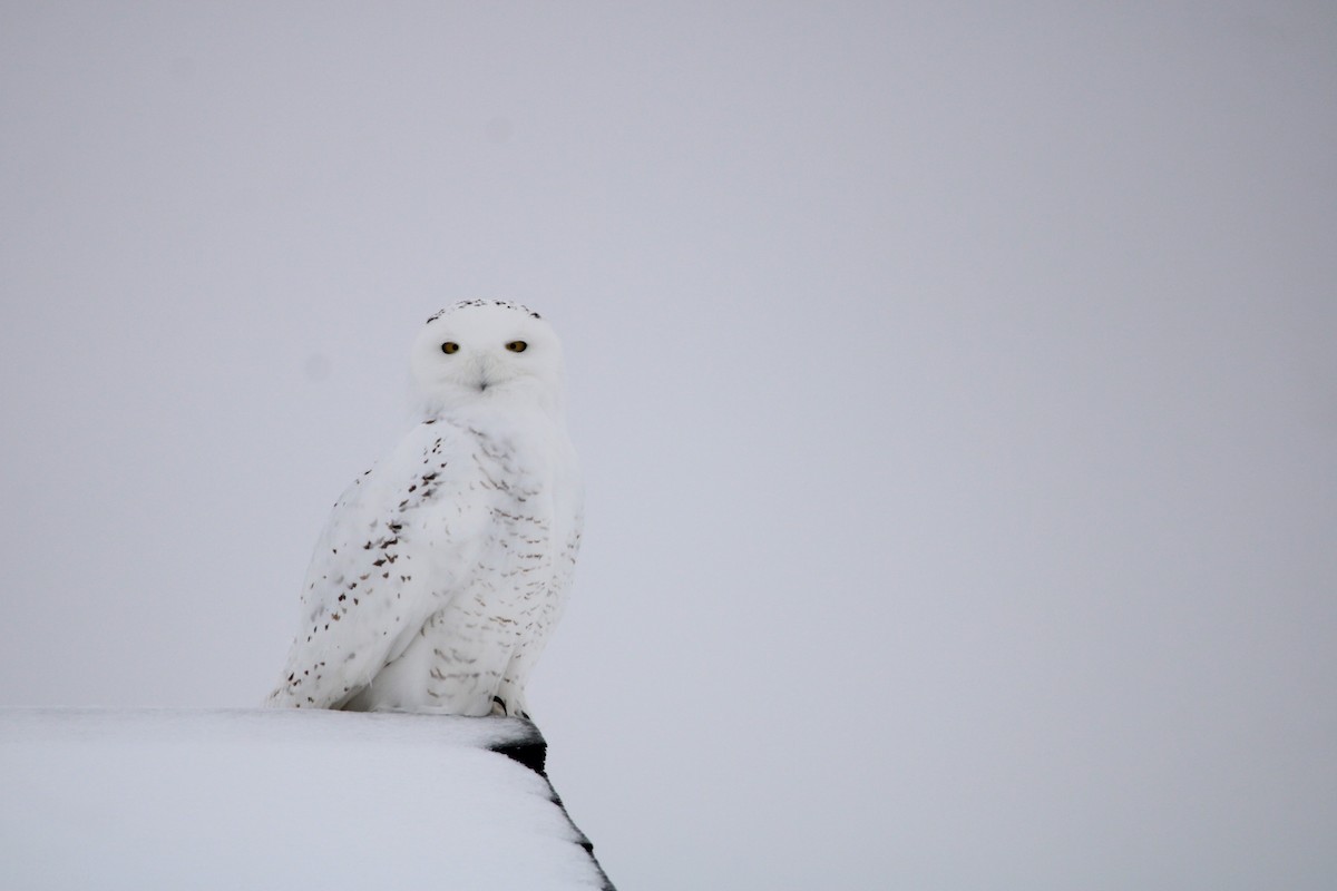 Snowy Owl - ML516887291