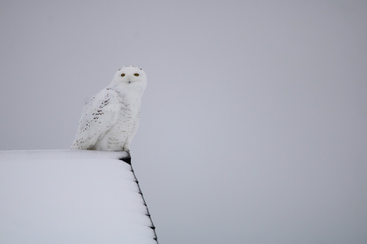 Snowy Owl - ML516887301