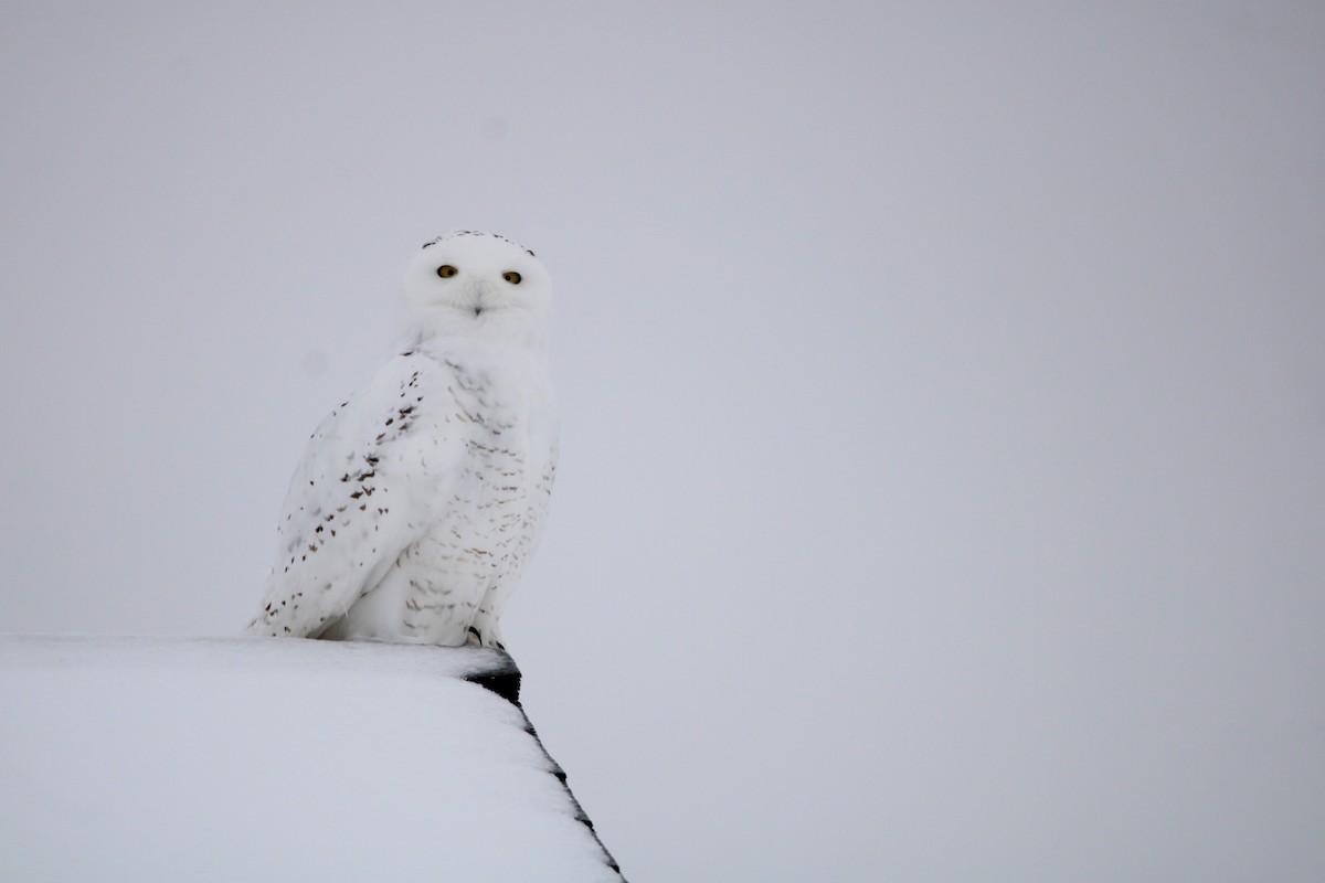 Snowy Owl - ML516887311
