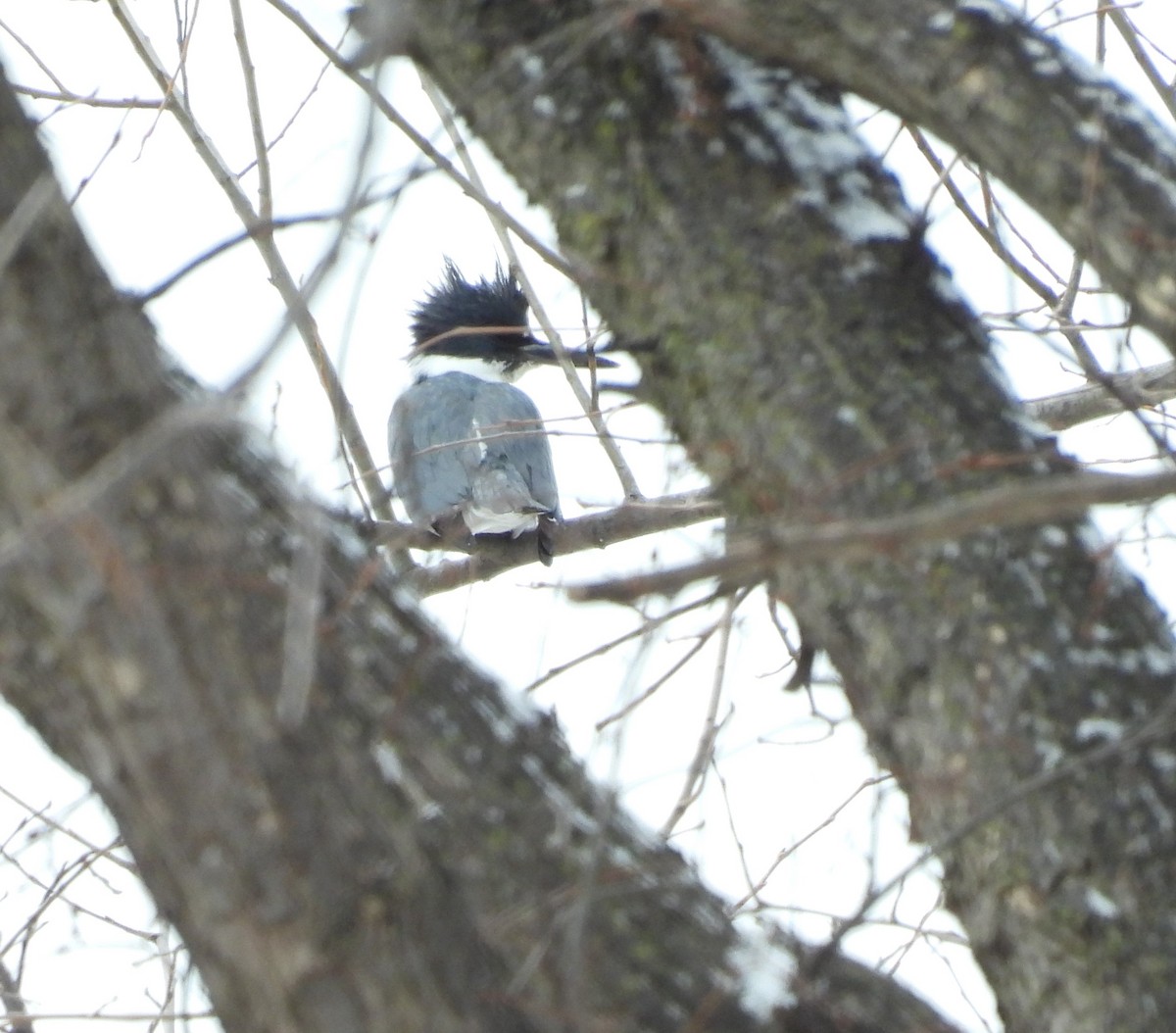 Belted Kingfisher - ML516887971