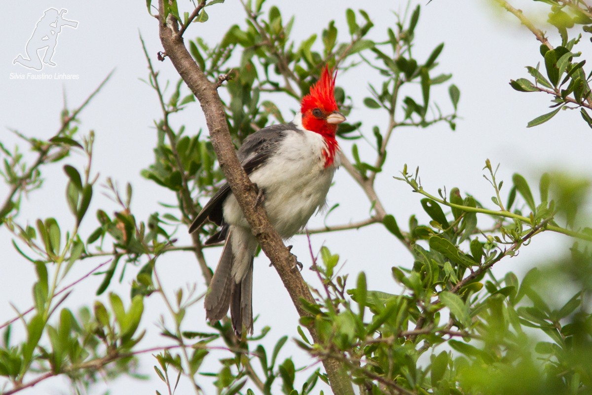 Red-crested Cardinal - ML51689031