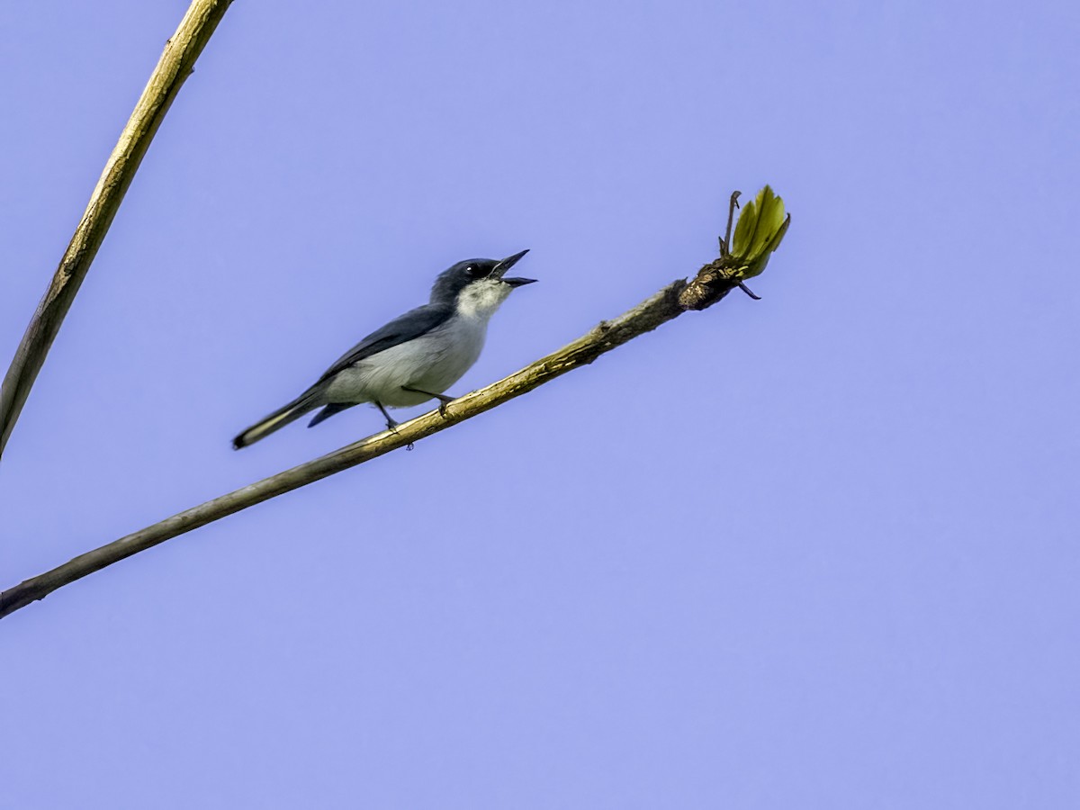 Moluccan Flycatcher - David and Kathy Cook