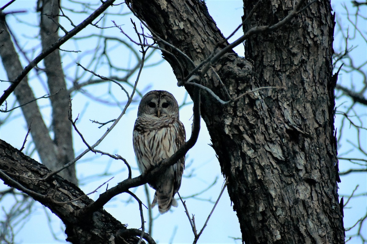 Barred Owl - Charles Young