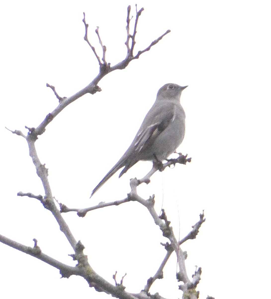 Townsend's Solitaire - SJ R