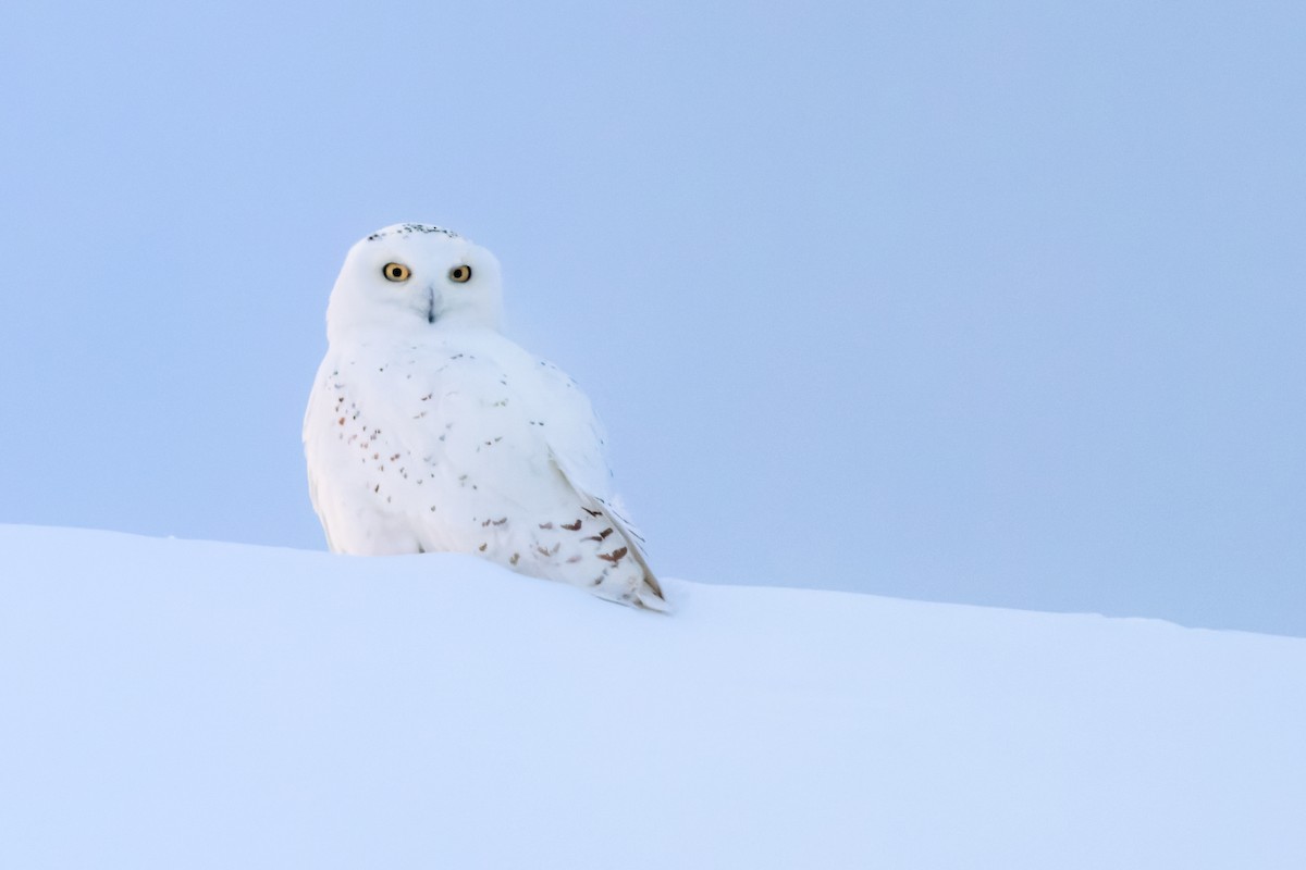 Snowy Owl - Brad Imhoff