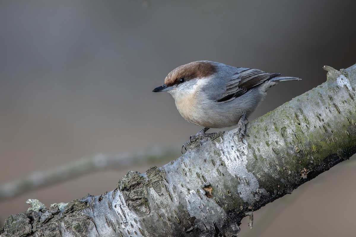 Brown-headed Nuthatch - ML516903071