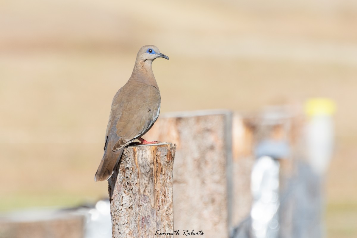 West Peruvian Dove - ML516907461