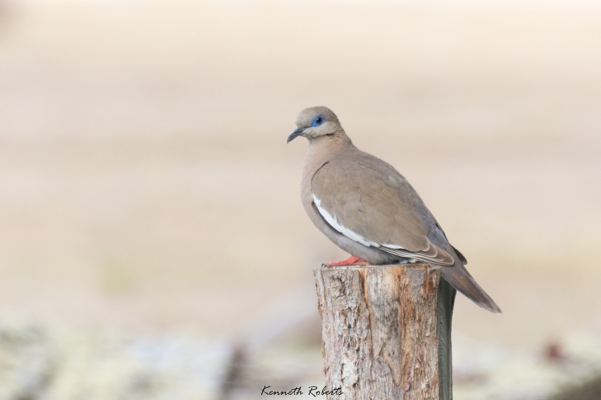 West Peruvian Dove - ML516910381