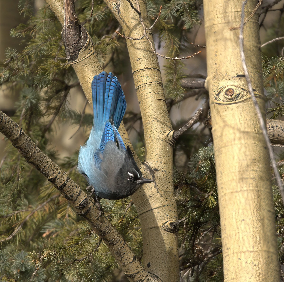 Ebird Checklist Dec Santa Fe Nf Santa Fe Ski Area Species