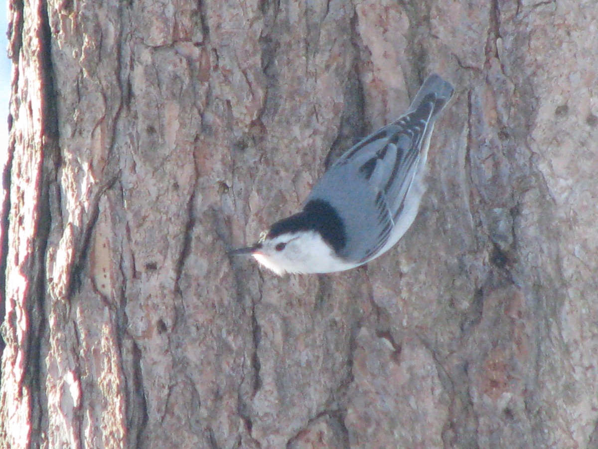 White-breasted Nuthatch - Larry Hall