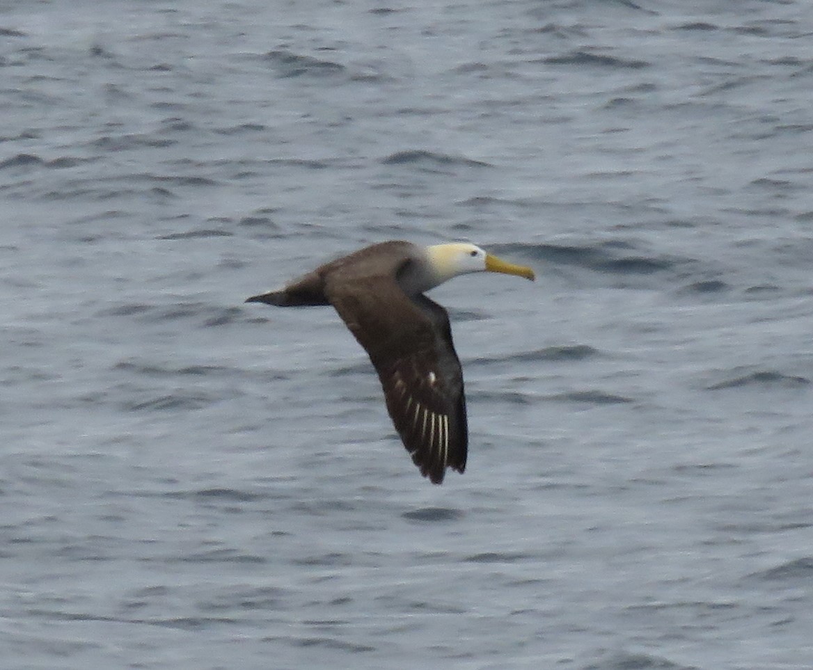 Waved Albatross - ML516912491