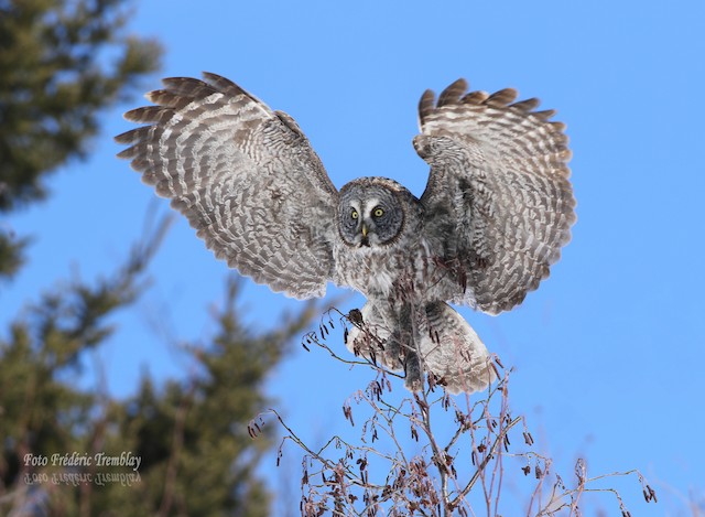 カラフトフクロウ Nebulosa Ebird