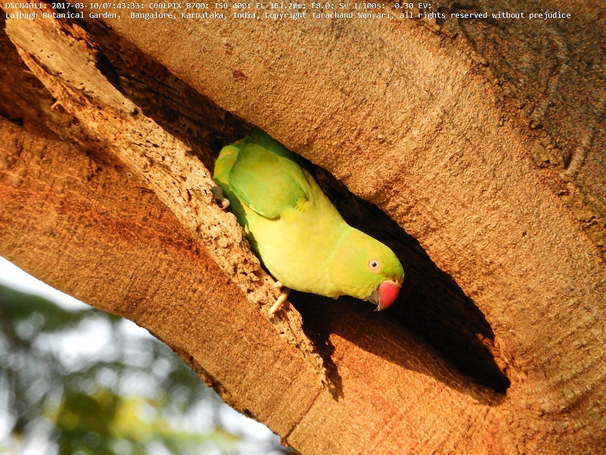 Rose-ringed Parakeet - Tarachand Wanvari