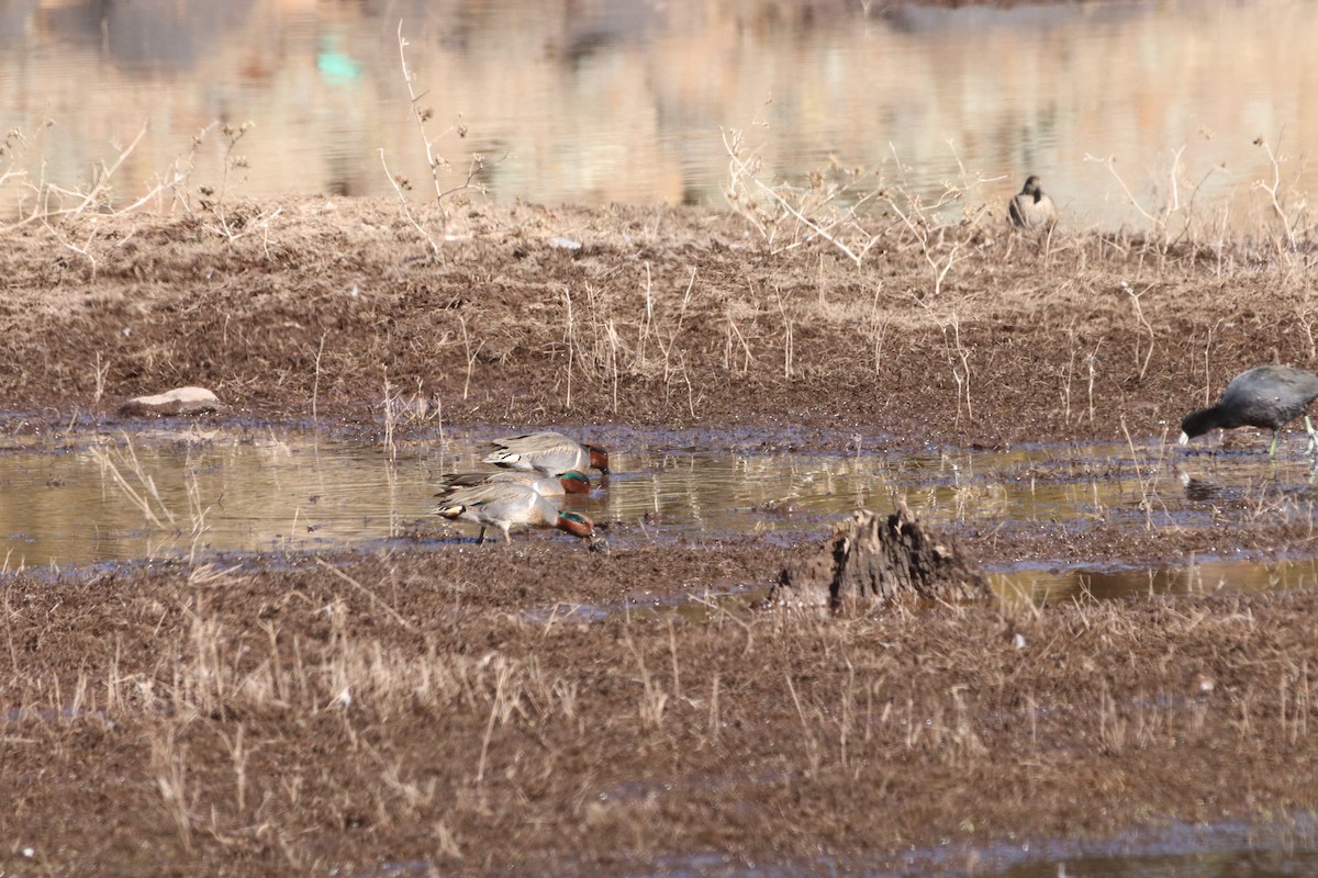Green-winged Teal - ML516920701