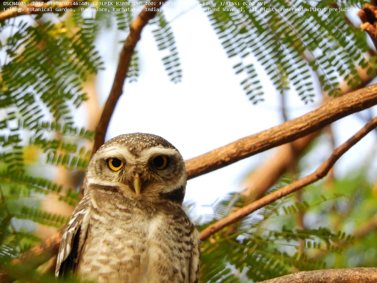Spotted Owlet - Tarachand Wanvari