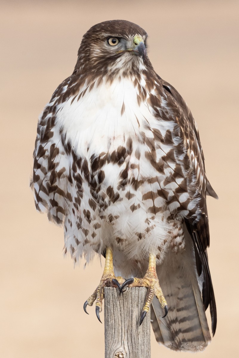 Red-tailed Hawk - ML516924091