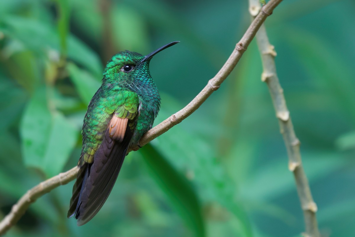 kolibřík páskoocasý - ML516924541
