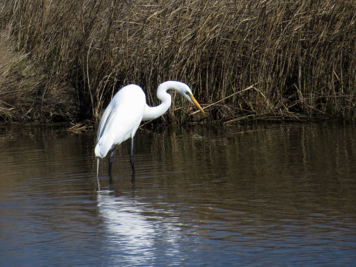 Great Egret - WS Barbour