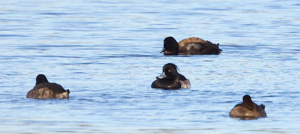 Tufted Duck - ML516926021