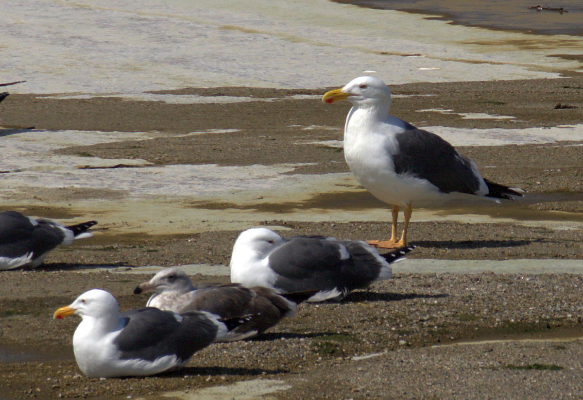 Yellow-footed Gull - ML51692731