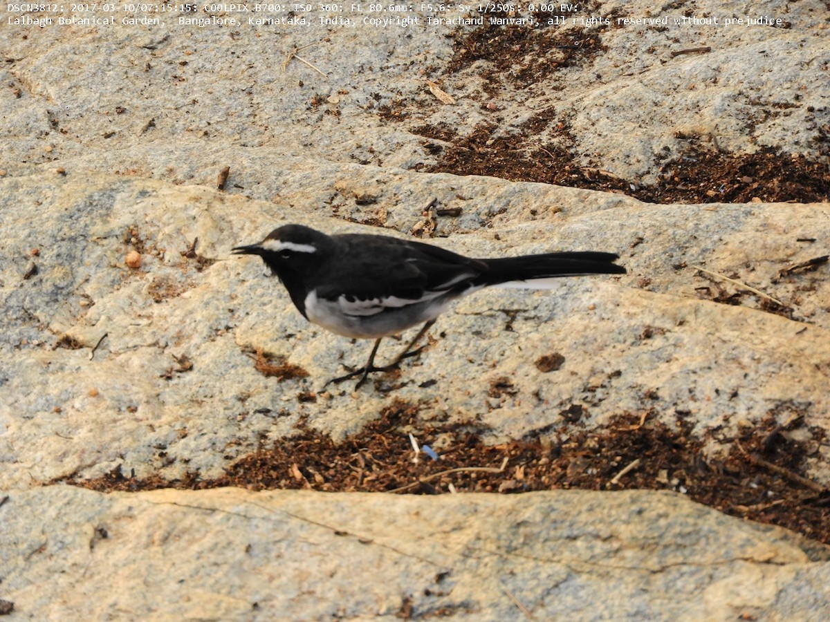 White-browed Wagtail - ML51692821