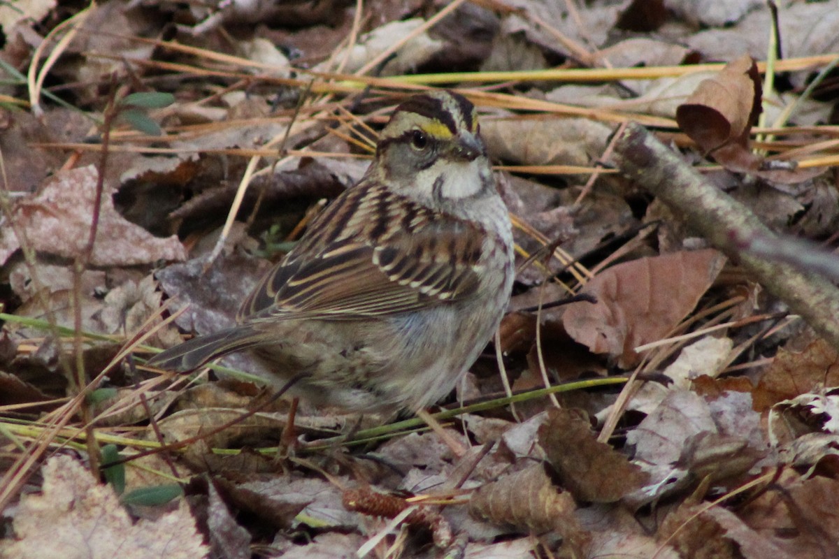 White-throated Sparrow - ML516928691