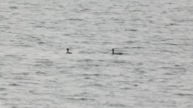 Greater/Lesser Scaup - ML516929611